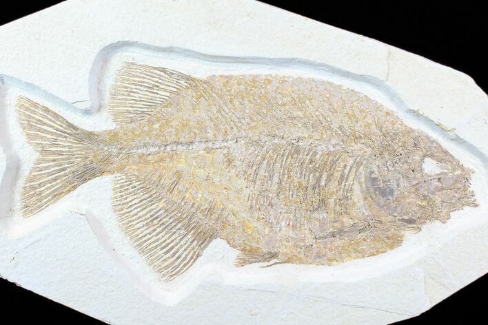 Predatory Fossil Fish (Phareodus) - Wyoming #77818